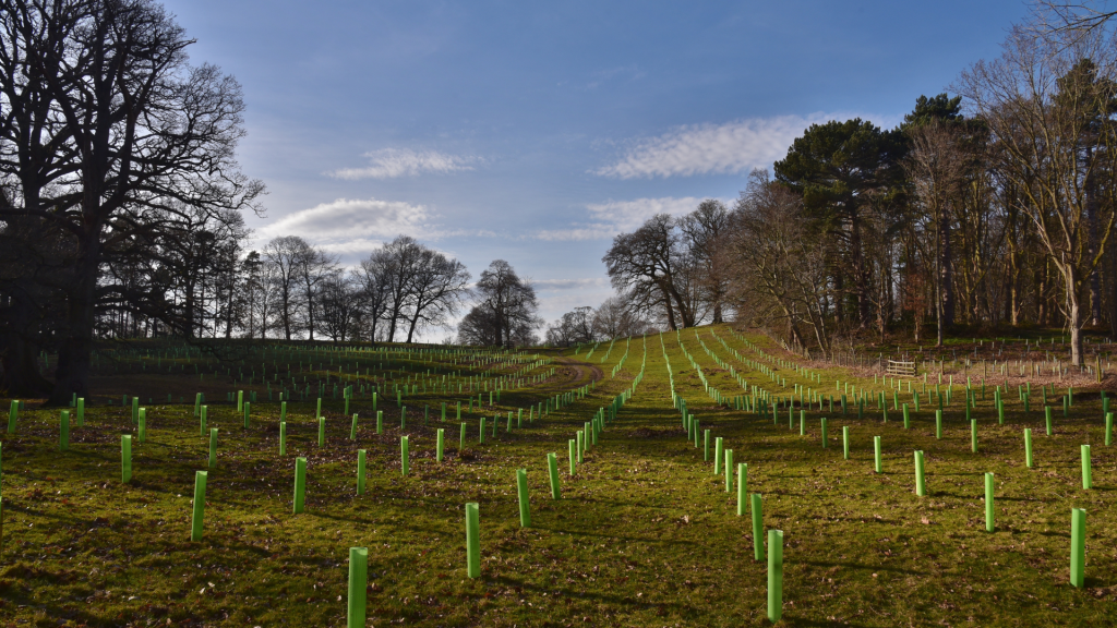 True image of Agroforestry in a field on a sunny day in Shropshire, UK