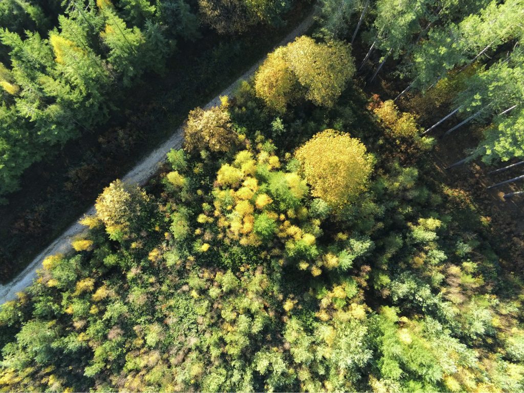 Green and yellow UK woodland from above
