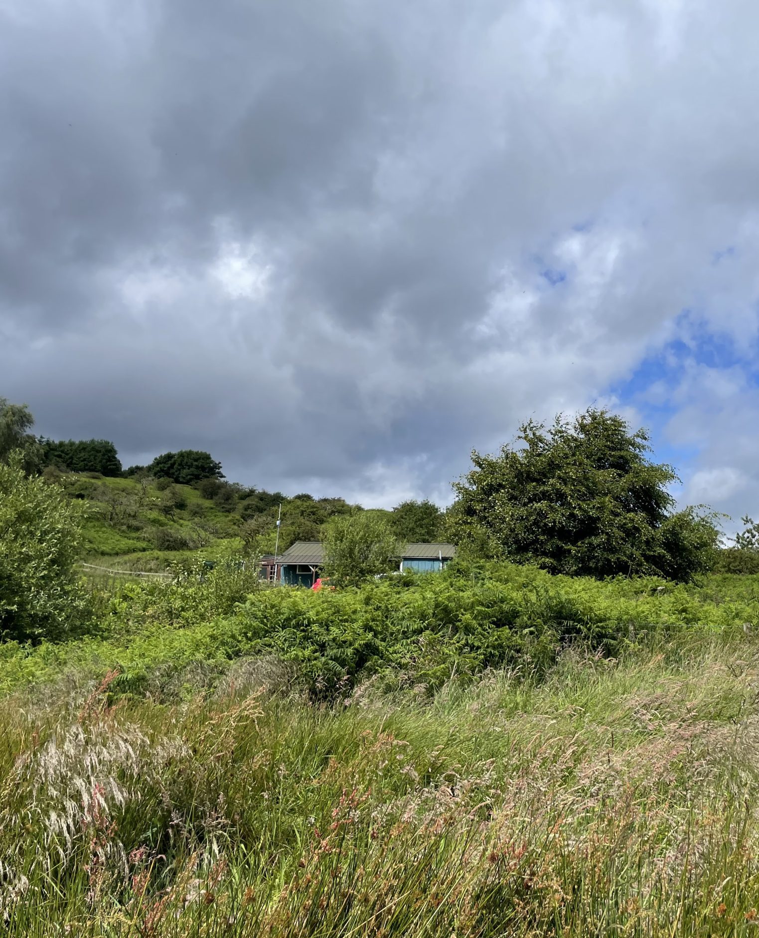 Image taken by Rethink Carbon towards the current Hub. Overgrown fields