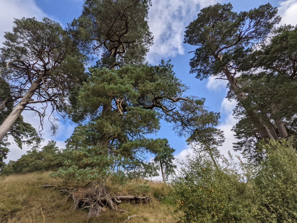Scottish Woodland