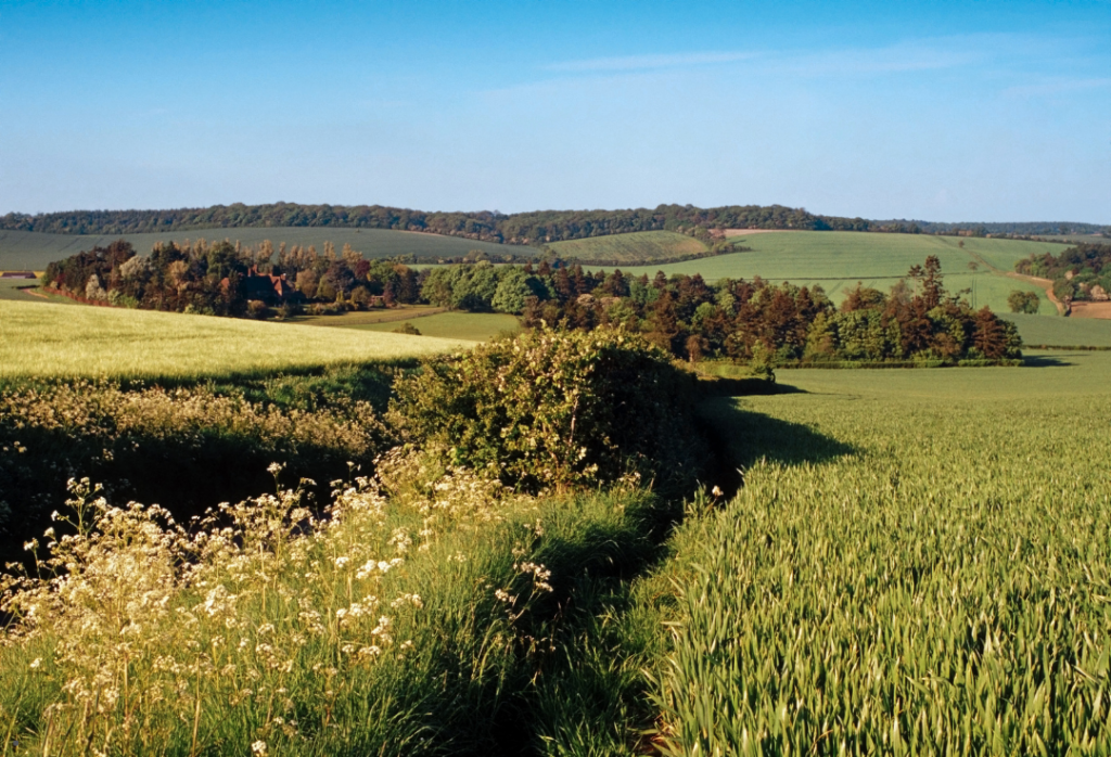 Rural field, meadow and hedgerow in summer